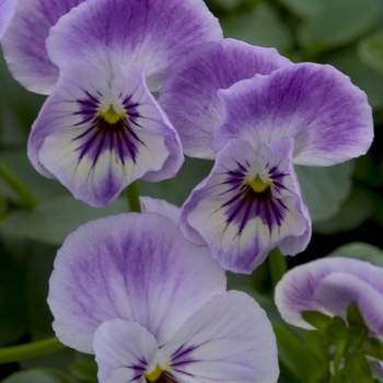 Viola 'Painted Porcelain' (042146)