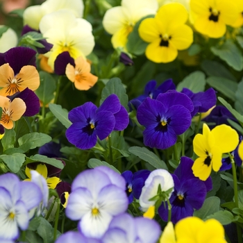 Viola 'Painted Porcelain' (042147)