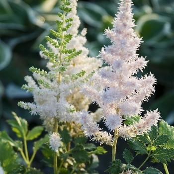 Astilbe chinensis 'Milk and Honey' (042148)