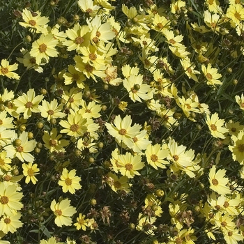 Coreopsis 'Full Moon' (042149)