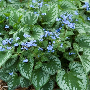 Brunnera macrophylla 'Emerald Mist' (042155)