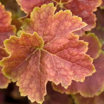 Heuchera 'Miracle' (042156)