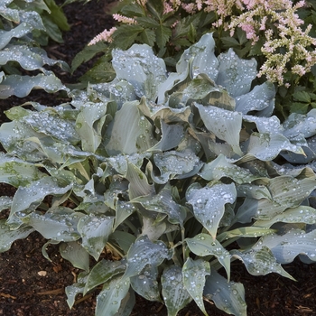 Hosta 'Winfield Blue' (042159)