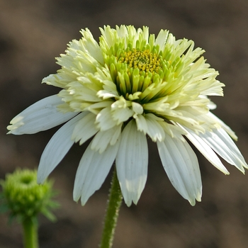 Echinacea purpurea 'Meringue' (042162)