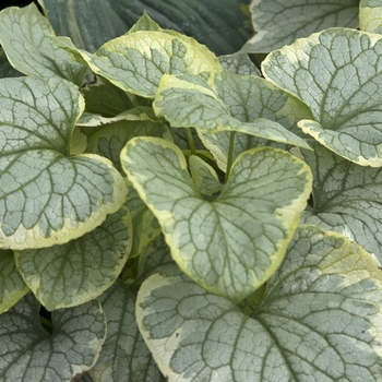 Brunnera macrophylla 'King's Ransom' (042164)