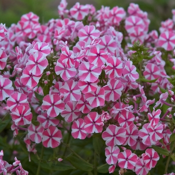 Phlox paniculata 'Peppermint Twist' (042165)