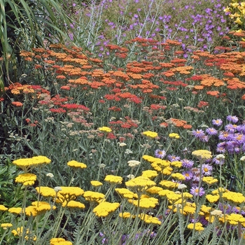 Achillea millefolium 'Paprika' (042176)