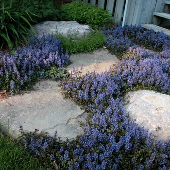 Ajuga reptans 'Chocolate Chip' (042186)