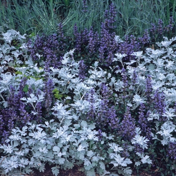 Ajuga reptans 'Chocolate Chip' (042187)