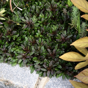 Ajuga reptans 'Chocolate Chip' (042188)