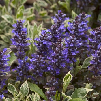 Ajuga reptans 'Silver Beauty' (042193)