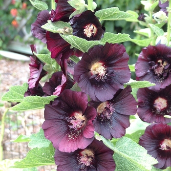 Alcea rosea 'Nigra' (042194)