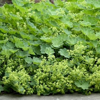 Alchemilla mollis '' (042196)