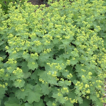 Alchemilla erythropoda '' (042205)