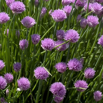 Allium schoenoprasum '' (042206)