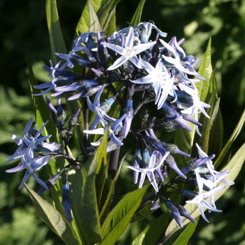 Amsonia hubrichtii '' (042211)