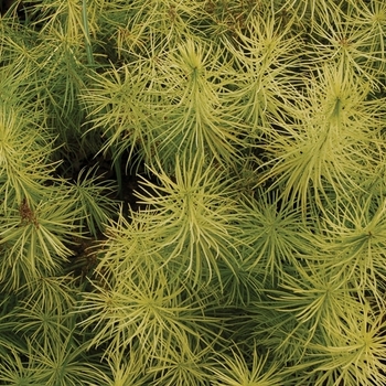 Amsonia hubrichtii '' (042216)