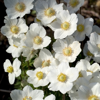 Anemone sylvestris '' (042223)