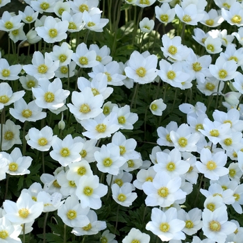 Anemone sylvestris '' (042224)