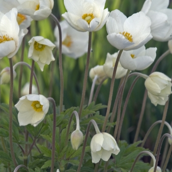 Anemone sylvestris '' (042225)