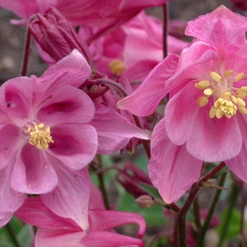 Aquilegia 'Biedermeier Mix' (042229)