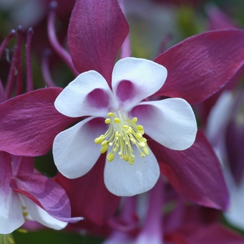 Aquilegia 'Biedermeier Mix' (042230)