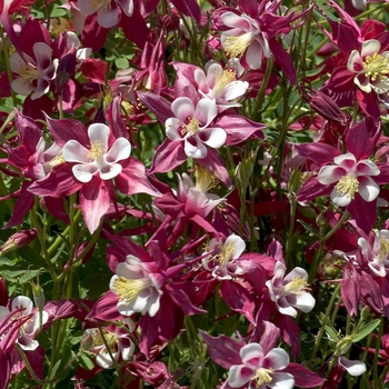 Aquilegia 'Crimson Star' (042231)