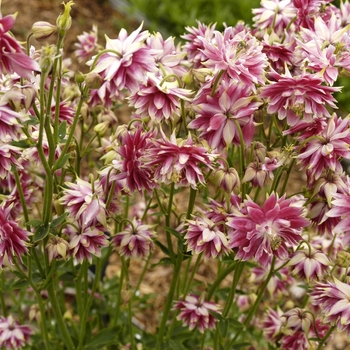 Aquilegia 'Dorothy Rose' (042234)