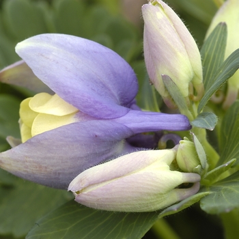 Aquilegia flabellata 'Mini Star' (042235)