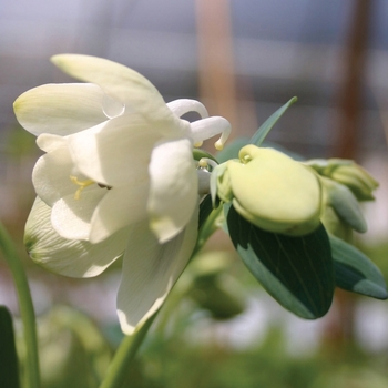 Aquilegia flabellata 'Alba' (042238)