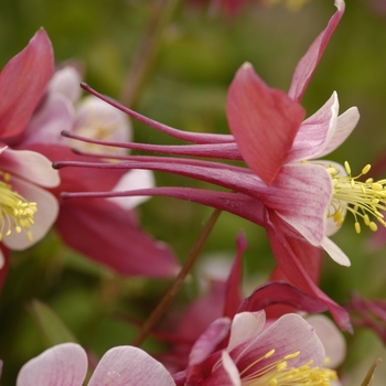 Aquilegia 'Spring Magic Rose & Ivory' (042240)