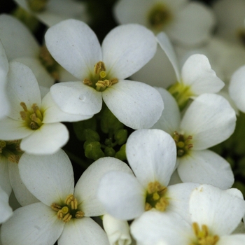 Arabis caucasica 'Snowcap' (042243)