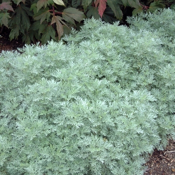 Artemisia 'Powis Castle' (042244)