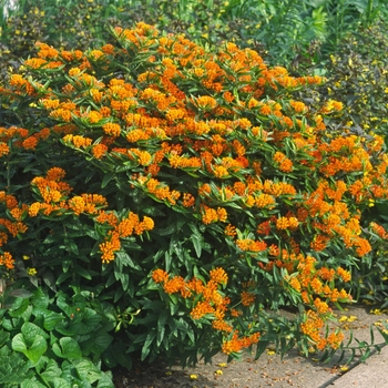 Asclepias tuberosa '' (042246)