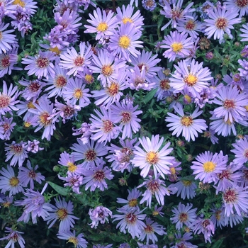 Aster novi-belgii 'Wood's Blue' (042248)