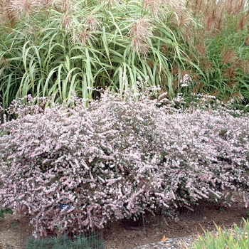 Aster lateriflorus 'Lady in Black' (042250)