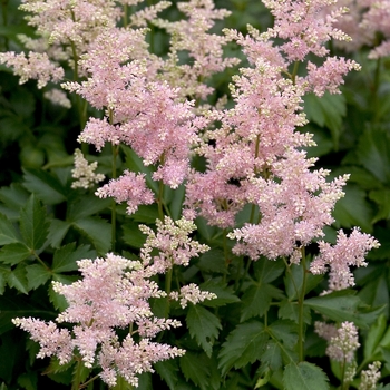 Astilbe japonica 'Peach Blossom' (042276)