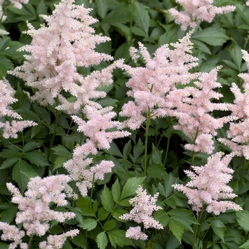 Astilbe japonica 'Peach Blossom' (042278)