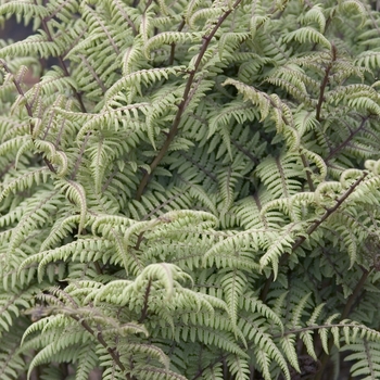 Athyrium 'Ghost' (042279)