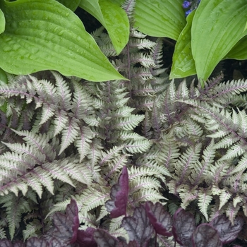 Athyrium niponicum 'Pictum' (042280)