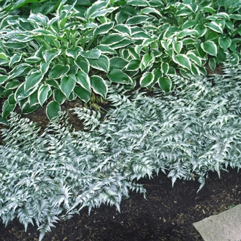 Athyrium niponicum 'Pictum' (042281)