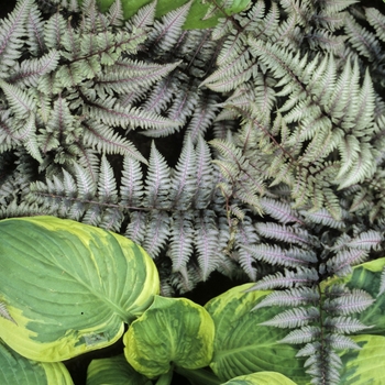 Athyrium niponicum 'Pictum' (042282)