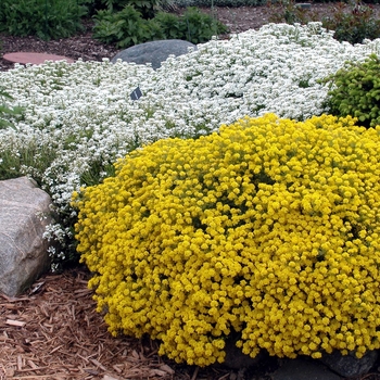 Aurinia saxatilis 'Compacta' (042285)