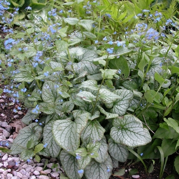 Brunnera macrophylla 'Jack Frost' (042297)