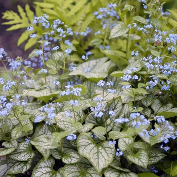 Brunnera macrophylla 'Jack Frost' (042298)