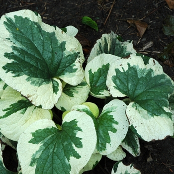 Brunnera macrophylla 'Hadspen Cream' (042310)