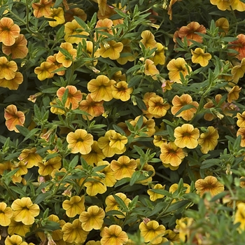 Calibrachoa Superbells® 'Terra Cotta' (042314)