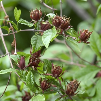 Calycanthus floridus '' (042315)