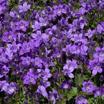 Campanula 'Birch Hybrid' (042316)