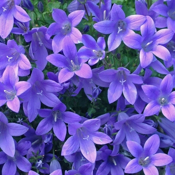 Campanula 'Birch Hybrid' (042317)